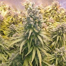 Dutch Passion Lemon Kix® AUTO - 3 autoflowering Samen