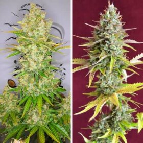 Dutch Passion Lemon Kix® AUTO - 3 autoflowering Samen