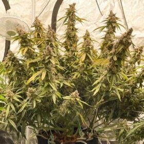 Dutch Passion Lemon Kix® AUTO - 3 autoflowering Samen