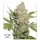 Dutch Passion Lemon Kix® AUTO - 3 autoflowering Samen