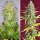 Dutch Passion Lemon Kix® AUTO - 3 autoflowering Samen