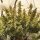 Dutch Passion Lemon Kix® AUTO - 3 autoflowering Samen