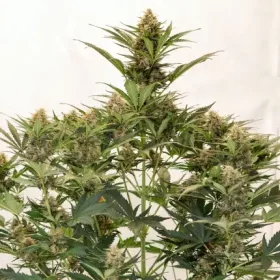 Dutch Passion MAC #1 AUTO - 3 autoflowering Samen