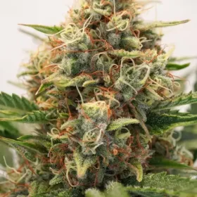 Dutch Passion MAC #1 AUTO - 3 autoflowering Samen