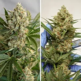 Dutch Passion MAC #1 AUTO - 3 autoflowering Samen