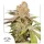 Dutch Passion MAC #1 AUTO - 3 autoflowering Samen