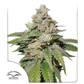 Dutch Passion Mokums Tulip® AUTO - 3 automated seeds