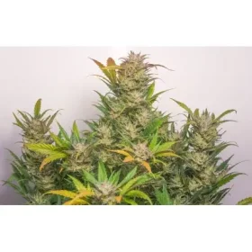 Dutch Passion Mokums Tulip® AUTO - 3 automated seeds