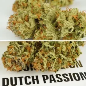 Dutch Passion Mokums Tulip® AUTO - 3 autoflowering Samen