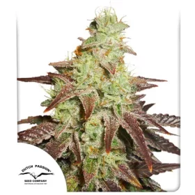 Dutch Passion Night Queen® AUTO - 3 autofloweringSamen