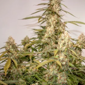 Dutch Passion Night Queen® AUTO - 3 automated seeds