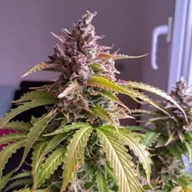 Dutch Passion Oh My Gusher AUTO - 3 automated seeds