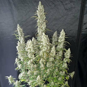 Dutch Passion Oh My Gusher AUTO - 3 autoflowering Samen