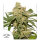 Dutch Passion Oh My Gusher AUTO - 3 autoflowering Samen