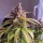 Dutch Passion Oh My Gusher AUTO - 3 autoflowering Samen