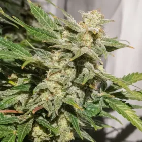 Dutch Passion SFV OG AUTO - 3 automated seeds