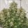 Dutch Passion SFV OG AUTO - 3 autoflowering Samen