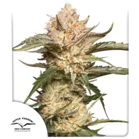 Dutch Passion Trichome & Cream AUTO - 3 automatisierte Samen