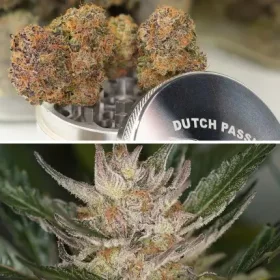 Dutch Passion Trichome & Cream AUTO - 3 automatisierte Samen