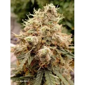 Dutch Passion White Widow AUTO - 7 automated seeds