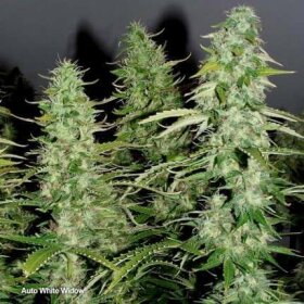 Dutch Passion White Widow AUTO - 7 autofloweringSamen