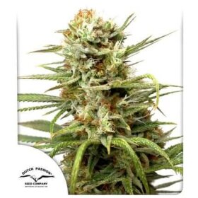 Dutch Passion White Widow AUTO - 7 automatisierte Samen