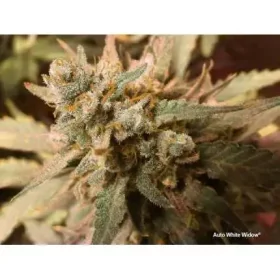 Dutch Passion White Widow AUTO - 7 automatisierte Samen