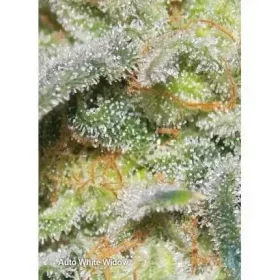 Dutch Passion White Widow AUTO - 7 automatisierte Samen