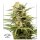 Dutch Passion White Widow AUTO - 7 automatisierte Samen