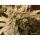 Dutch Passion White Widow AUTO - 7 automatisierte Samen