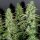 Dutch Passion White Widow AUTO - 7 automatisierte Samen