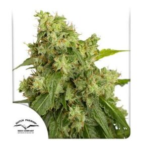 Dutch Passion Xtreme Haze® AUTO - 3 automated seeds