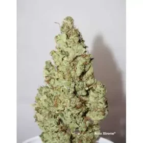 Dutch Passion Xtreme Haze® AUTO - 3 automated seeds