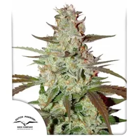 Dutch Passion Blue Mazar® AUTO - 3 autoflowering Samen