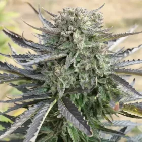 Dutch Passion Blue Mazar® AUTO - 3 autoflowering Samen