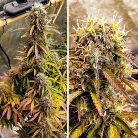 Dutch Passion Blue Mazar® AUTO - 3 autoflowering Samen