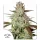 Dutch Passion Blue Mazar® AUTO - 3 autoflowering Samen