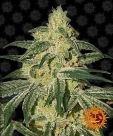 Barneys Farm Afghan Hash Plant REGULAR - 10 regular seeds