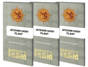 Barneys Farm Afghan Hash Plant REGULAR - 10 reguläre Samen