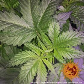 Barneys Farm Afghan Hash Plant REGULAR - 10 reguläre Samen