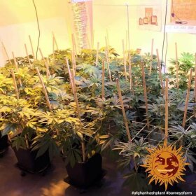 Barneys Farm Afghan Hash Plant REGULAR - 10 reguläre Samen