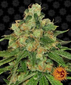 Barneys Farm Caramel CBD REGULAR - 10 regular seeds