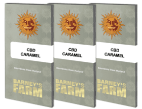 Barneys Farm Caramel CBD REGULAR - 10 reguläre Samen