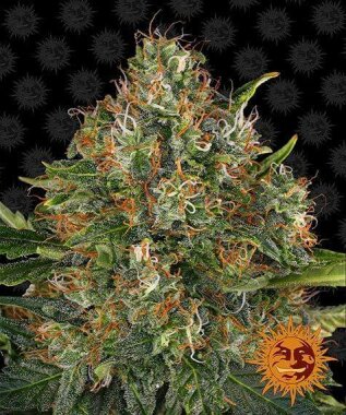 Barneys Farm G13 Haze REGULAR - 10 reguläre Samen