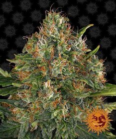 Barneys Farm G13 Haze REGULAR - 10 regular seeds