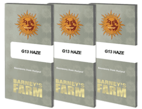 Barneys Farm G13 Haze REGULAR - 10 regular seeds