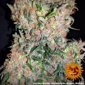 Barneys Farm G13 Haze REGULAR - 10 reguläre Samen