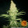 Barneys Farm G13 Haze REGULAR - 10 reguläre Samen