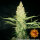 Barneys Farm G13 Haze REGULAR - 10 reguläre Samen