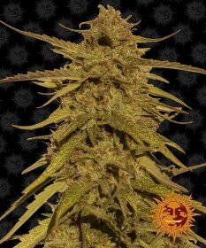 Barneys Farm Pineapple Haze REGULAR - 10 reguläre Samen